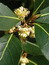 Laurus nobilis, Lorbeerbaum, Färbepflanze, Färberpflanze, Pflanzenfarben,  färben, Klostergarten Seligenstadt